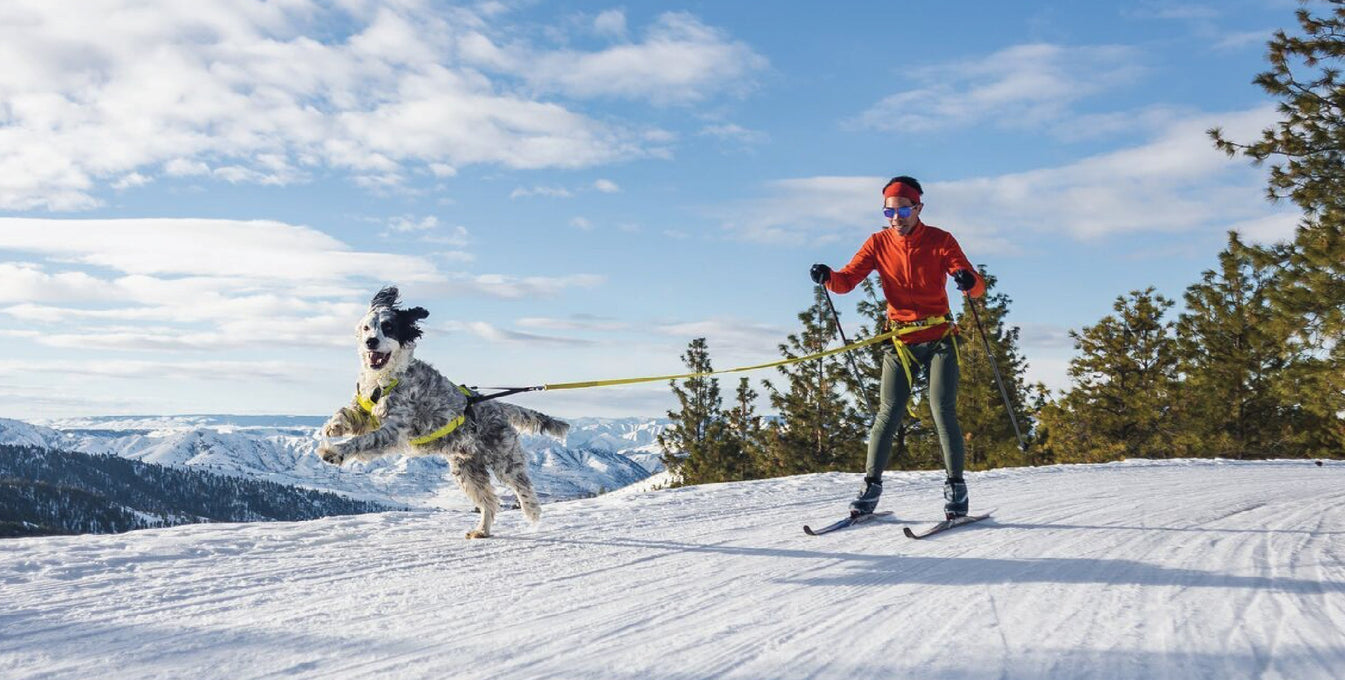 How To Skijore With Your Dog This Winter