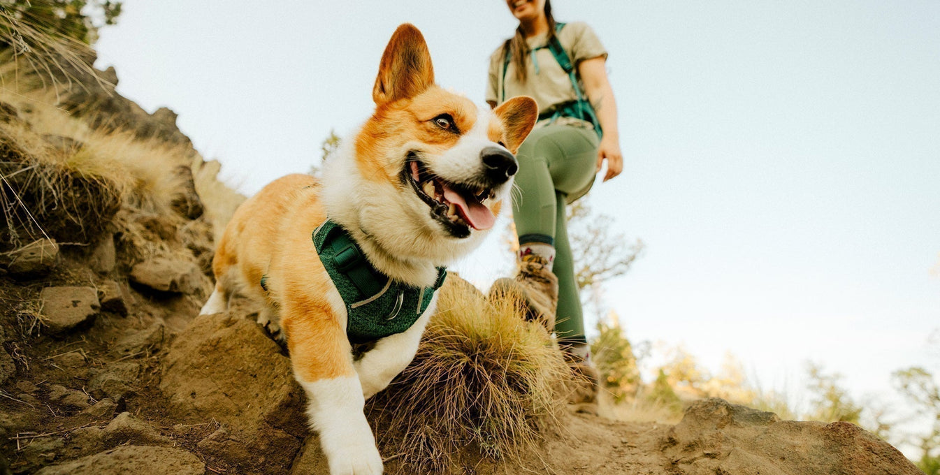How to Become an Adventure Dog