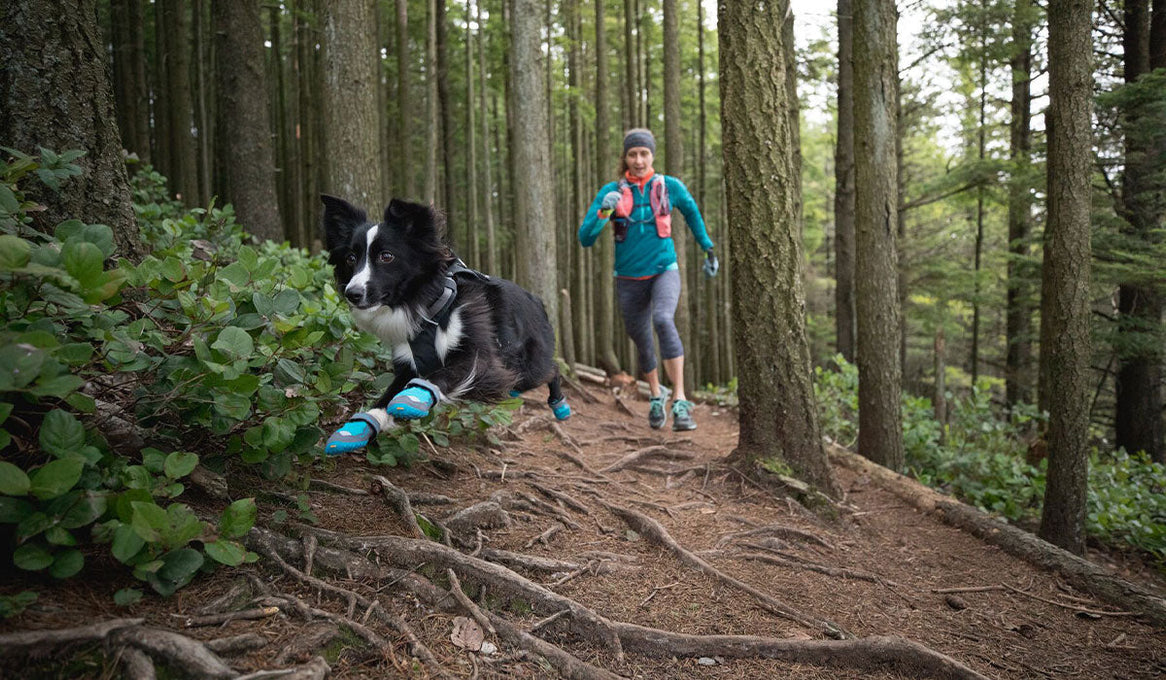 6 Tips for Breaking in Ruffwear Dog Boots