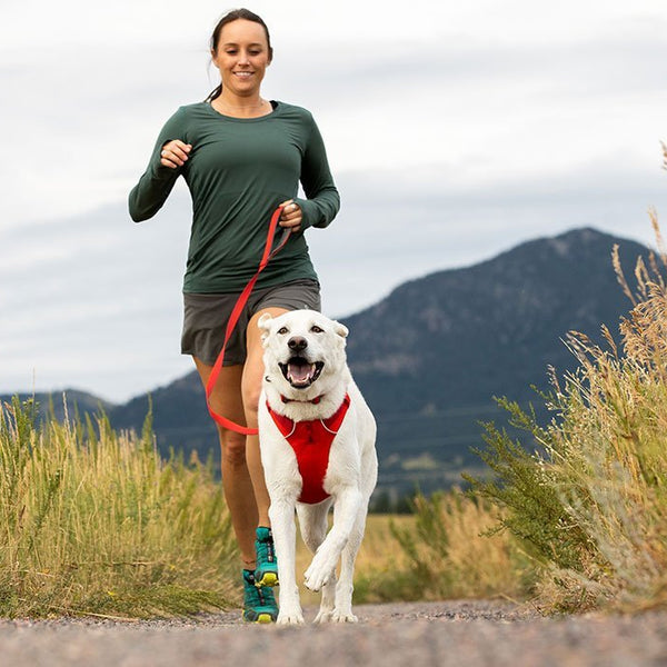 Exploring Politely On-Leash Using the Front Range Harness