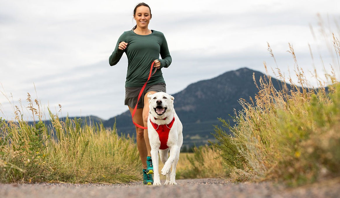 Exploring Politely On-Leash Using the Front Range Harness