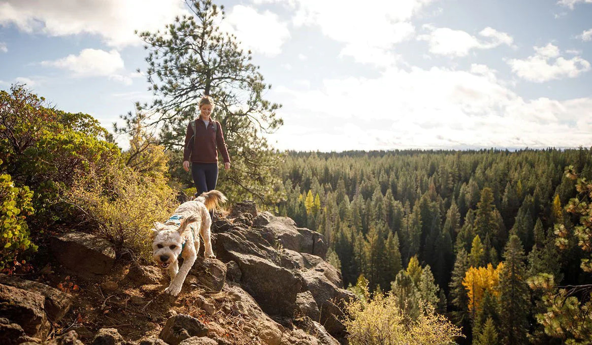 How To Hike With Your Dog
