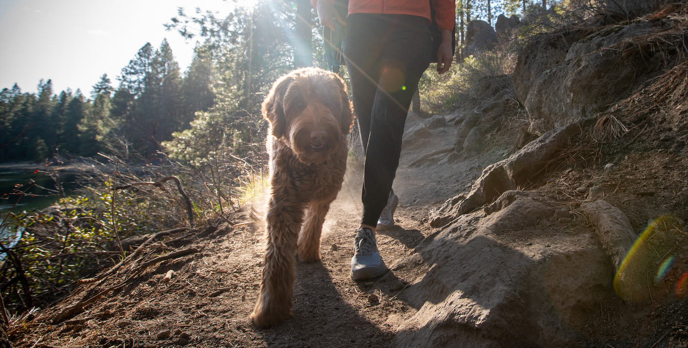 Six Tips for Crag Dogs (And Their Humans)