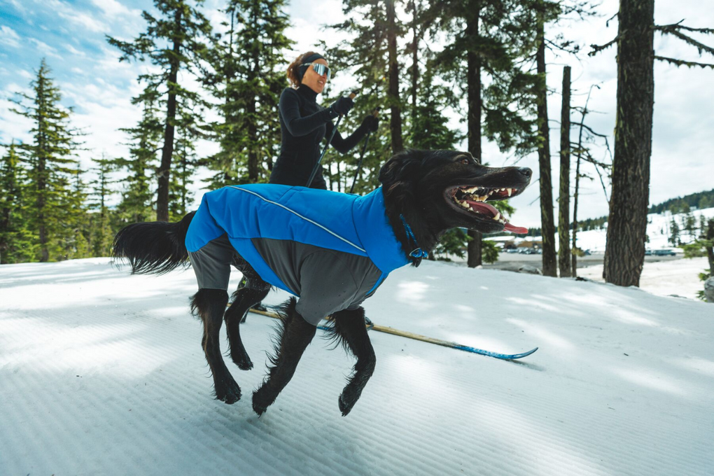 From Sun to Snow: Dog Apparel That Matches the Forecast