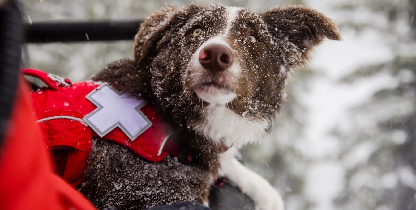 Meet Ruddy: Mt. Bachelor's Playful Avalanche Dog