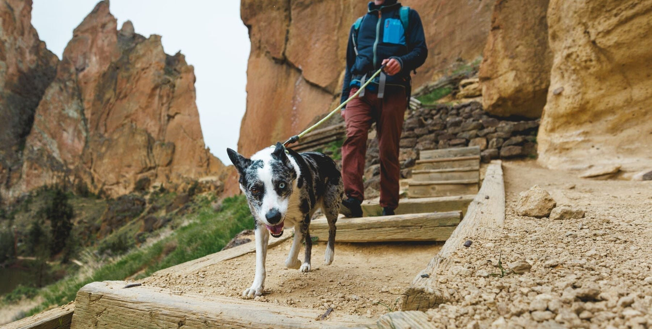 Leave No Trace: Dog Edition