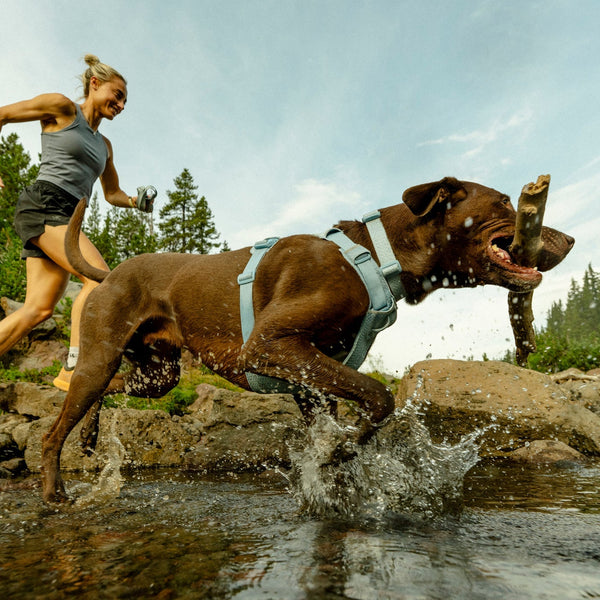 A man runs with his dog who's wearing a Ruffwear collar