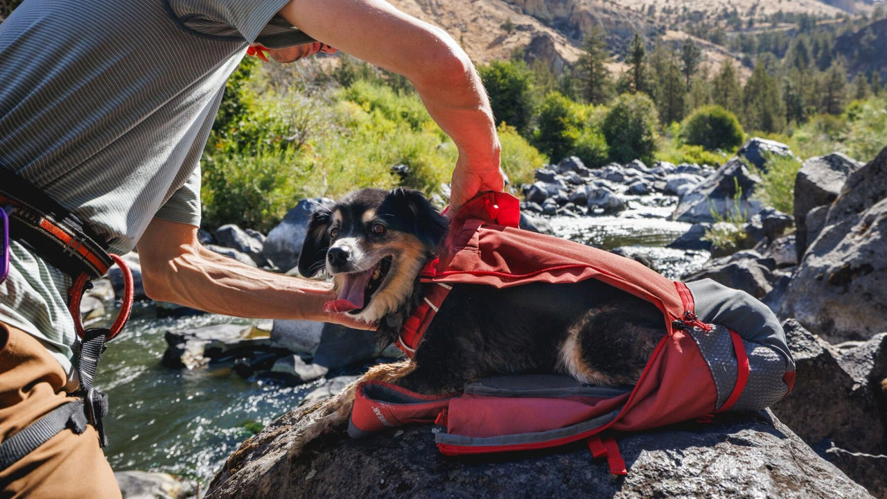 Integrated Adjustable Harness