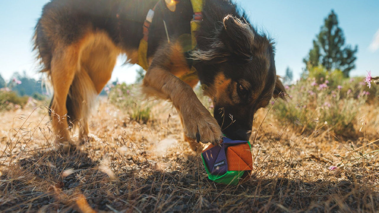 Fetch & Puzzle