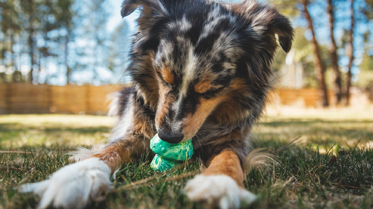 Treat Dispenser