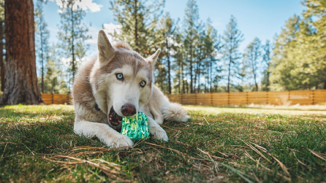 Chew-Resistant