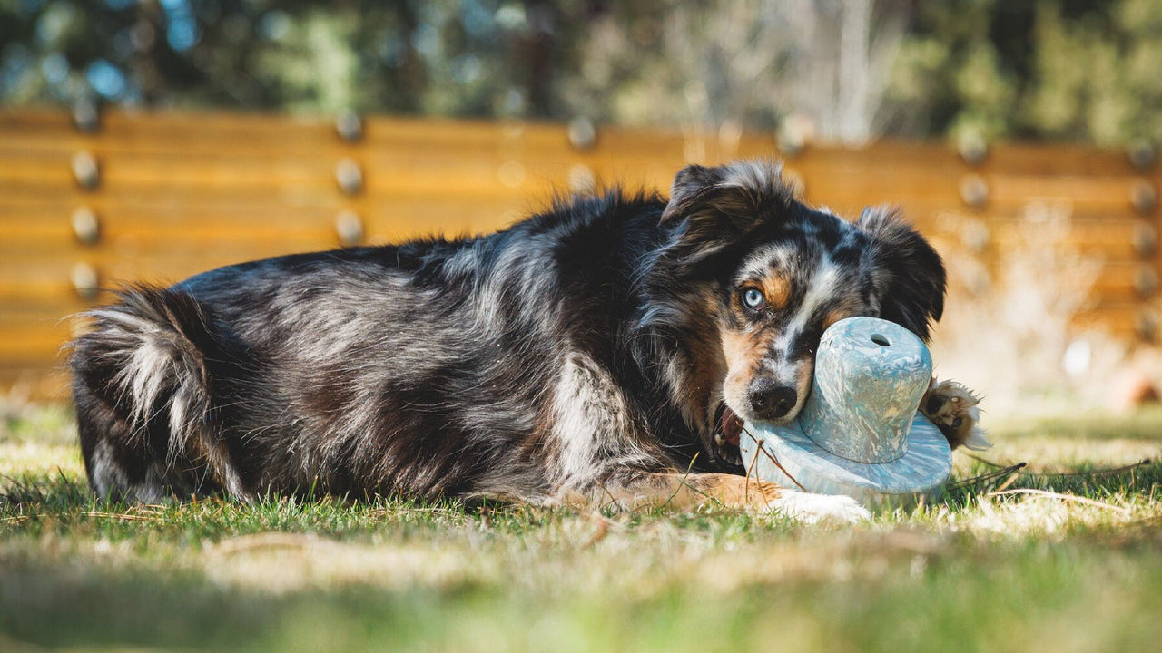 Chew-Resistant