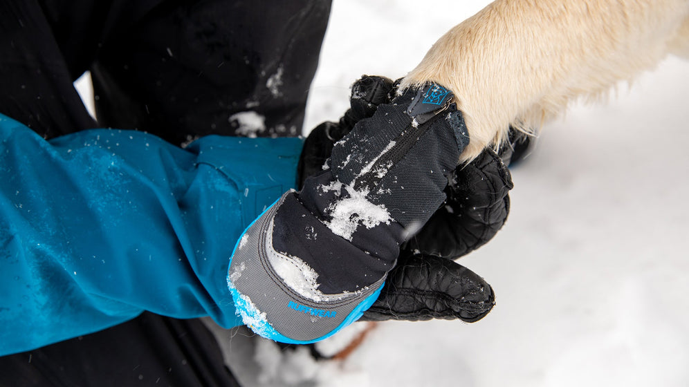 How to Measure: Your Dog's Paw Video Thumbnail