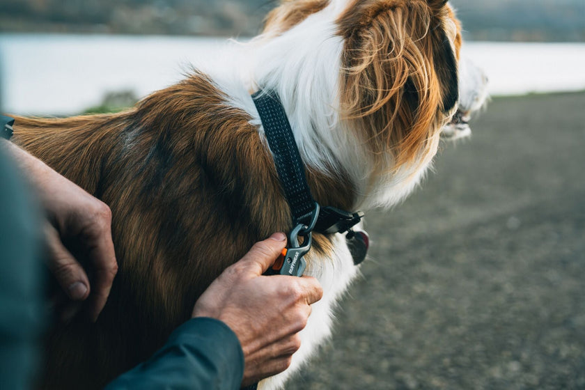 About the Ridgeline™ Collar Video Thumbnail